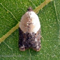 Acleris variegana - Kenneth Noble